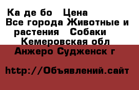 Ка де бо › Цена ­ 25 000 - Все города Животные и растения » Собаки   . Кемеровская обл.,Анжеро-Судженск г.